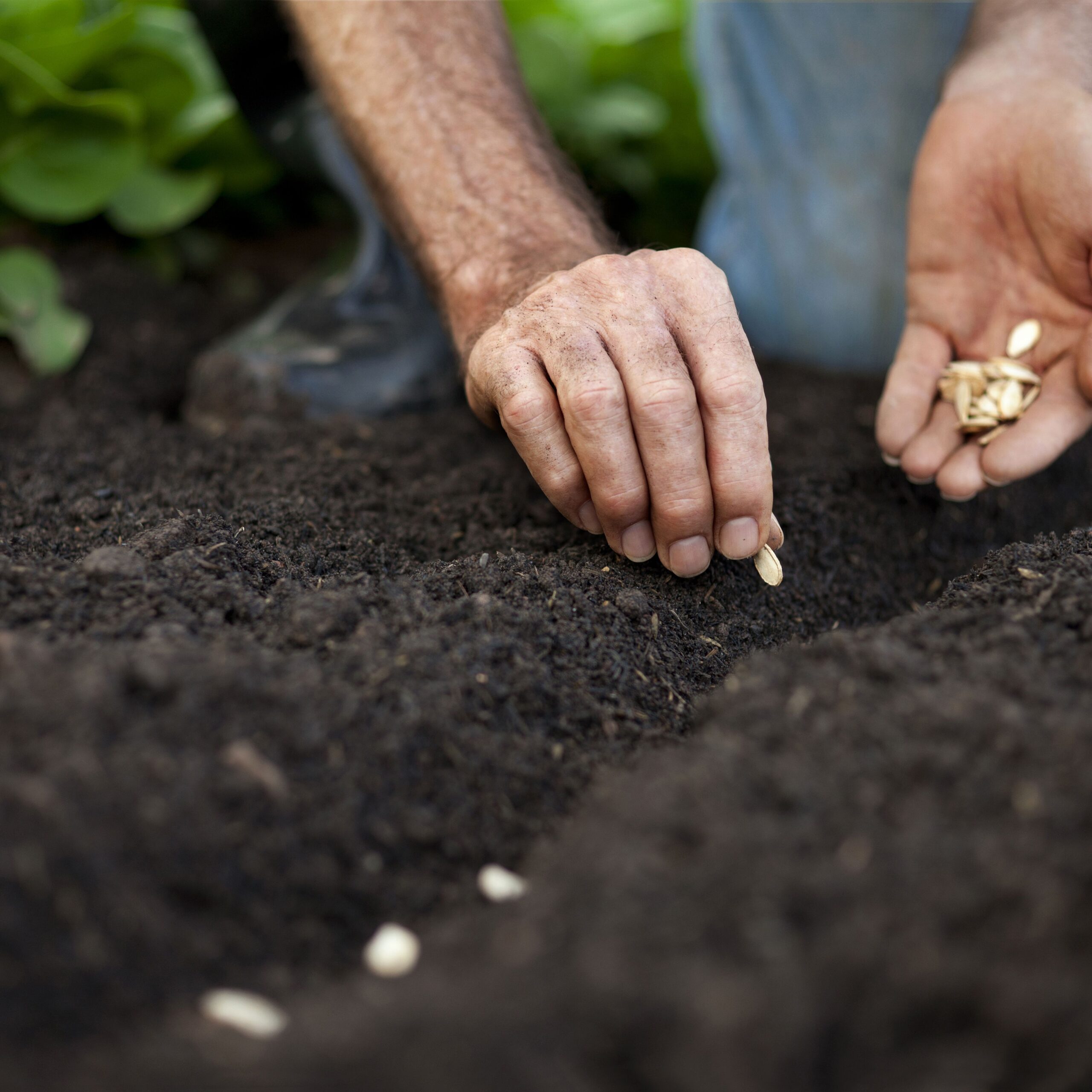 seed planting
